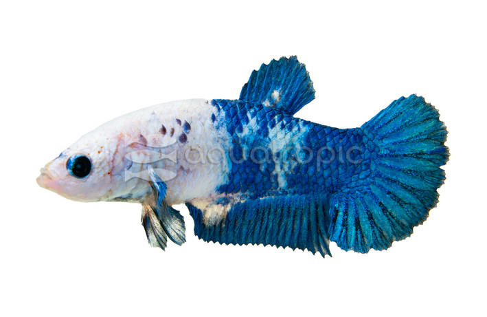 Blue Rim Betta, Female :: 54104