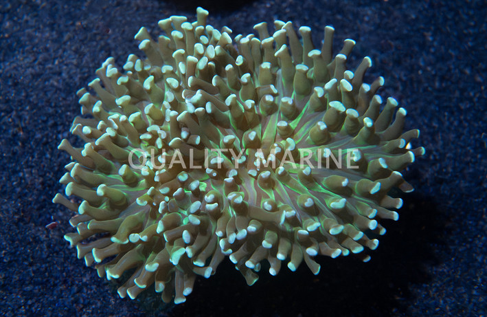 Wall Hammer Green Tip :: 21108