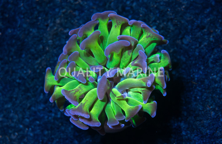 Hammer Branch Yellow w/ Purple Tips :: 44811