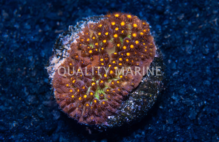 Stylocoeniella, Firestone :: 99363