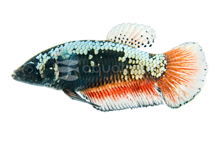 Red Samurai, Female :: 31671