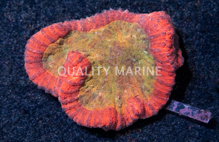 Brain Dented Red W/ Orange Center :: 14897