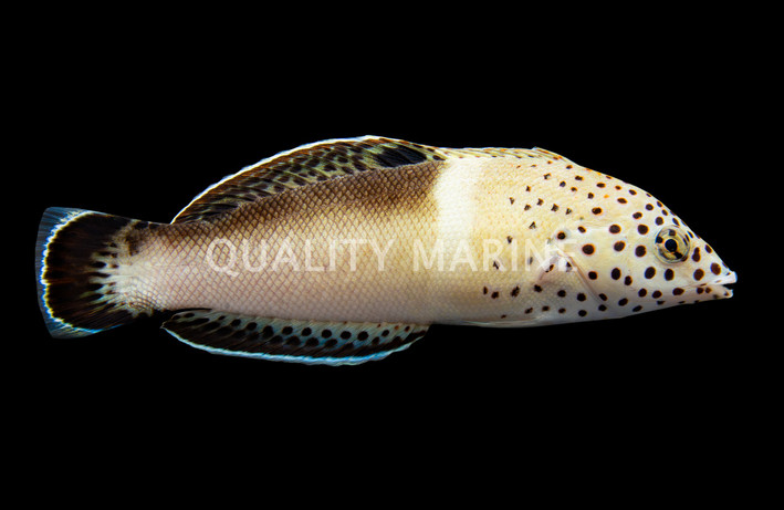 Clown Twinspot Coris Wrasse :: 33588