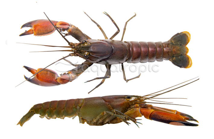 Brick Red Papua Lobster :: 85575