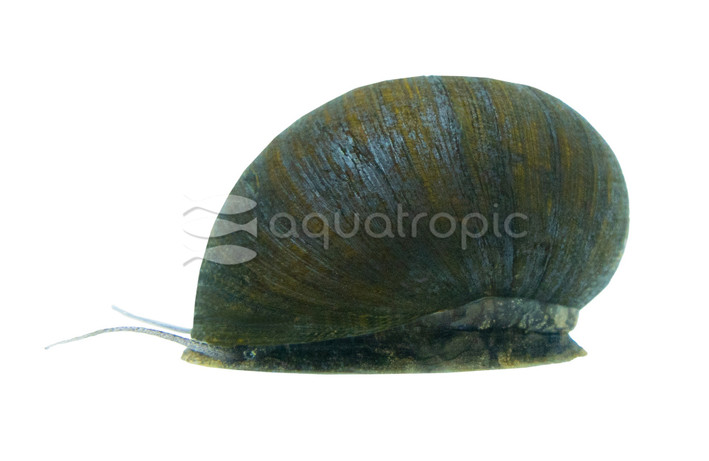 Green Olive Nerite Snail :: 53248