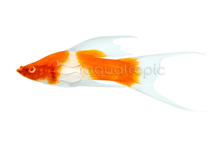 Kohaku Lyretail Grade A Swordtail :: 77429