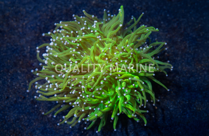 Torch, Holy Grail :: 62458