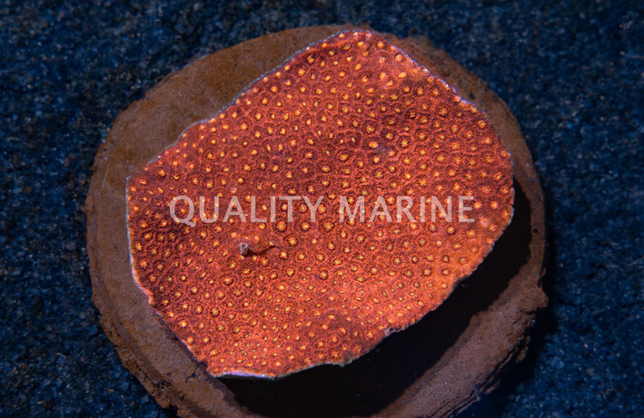 Bernardpora, Red :: 69637