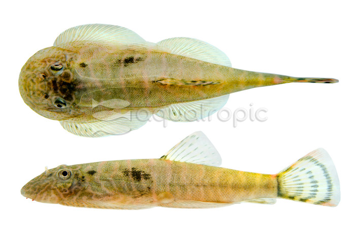 Red Edged Zebra Hillstream Loach :: 14620