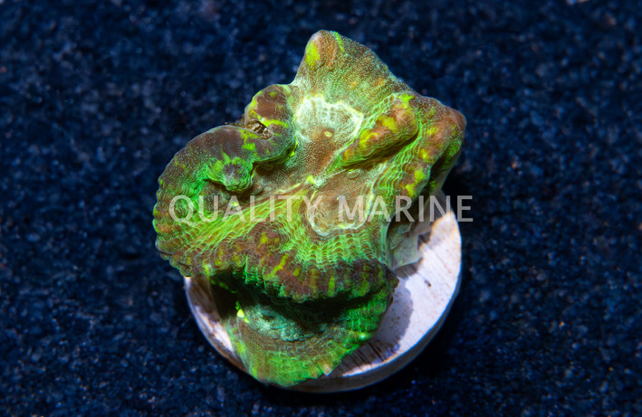 Brain Deep Groove :: 71795