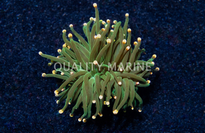 Torch, Green w/  Orange Tip :: 90754