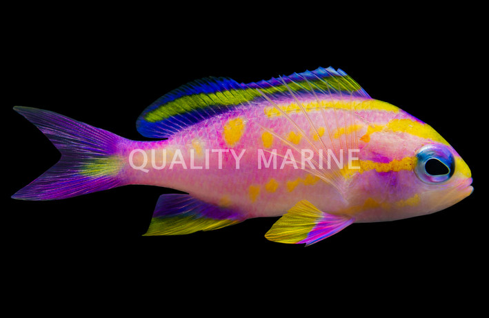 Bennett's Male :: 38122