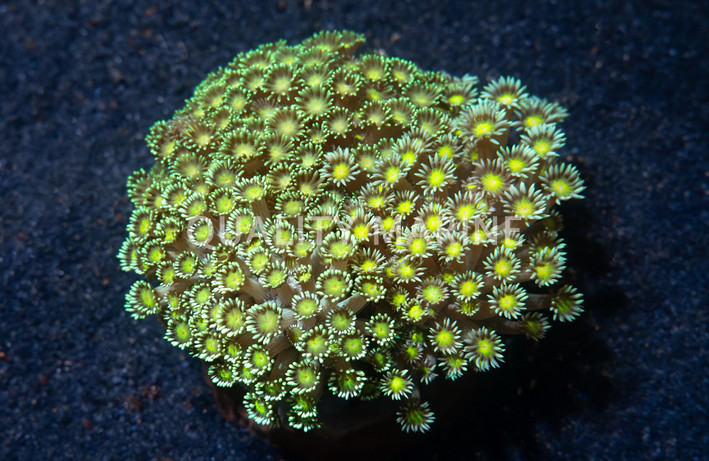 Flower Pot Short Polyp Green w/Colored Center :: 66863