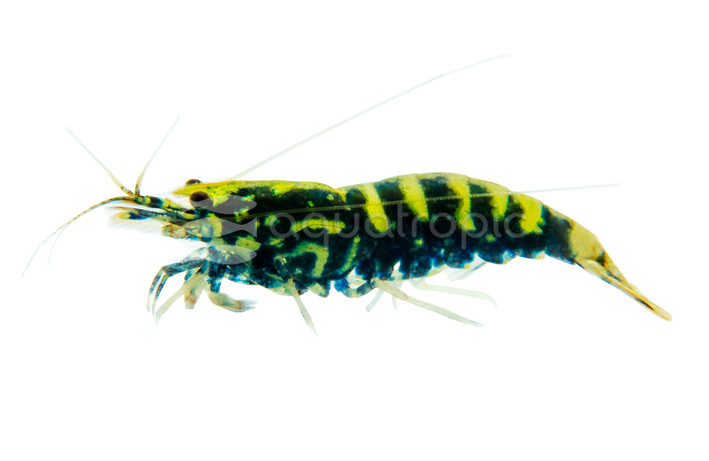 Black Galaxy Fishbone Shrimp :: 22145