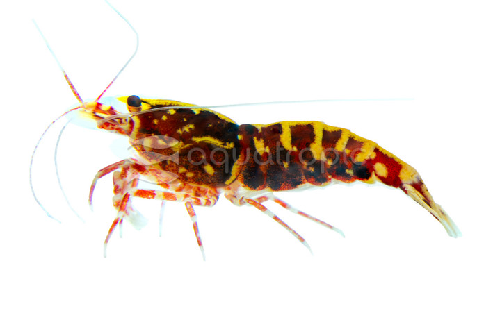 Red Galaxy Fishbone Shrimp :: 28303
