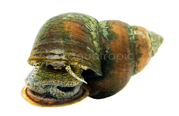 Asian Trapdoor Snail :: 23213