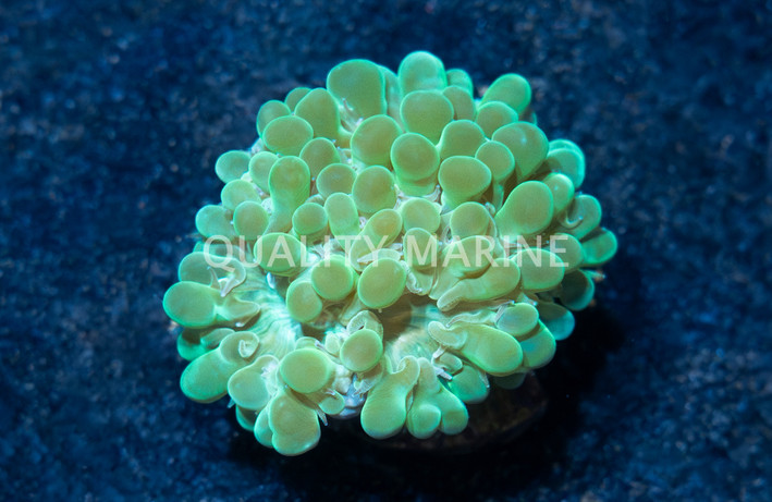 Bubble, Green Pearl :: 60416