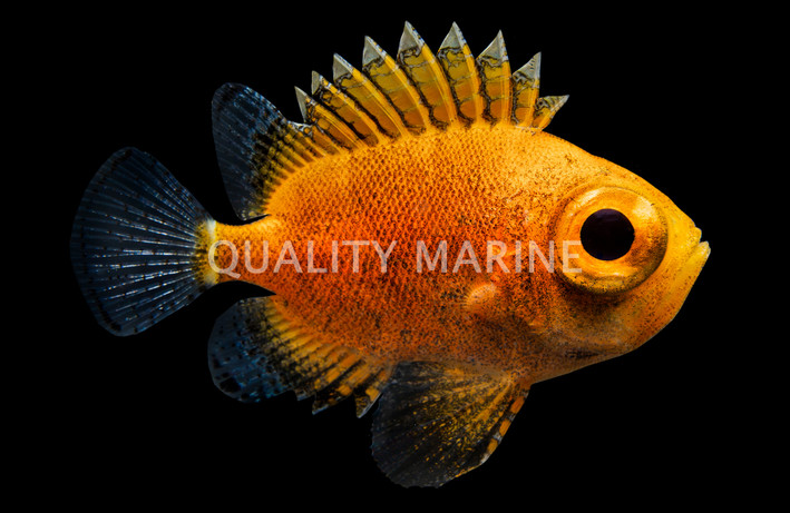 Short Bigeye :: 36658