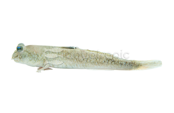 Pearse's Dwarf Indian Mudskipper  :: 92112
