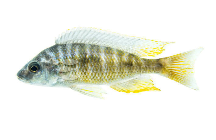 Yellow Fin Mloto :: 33187