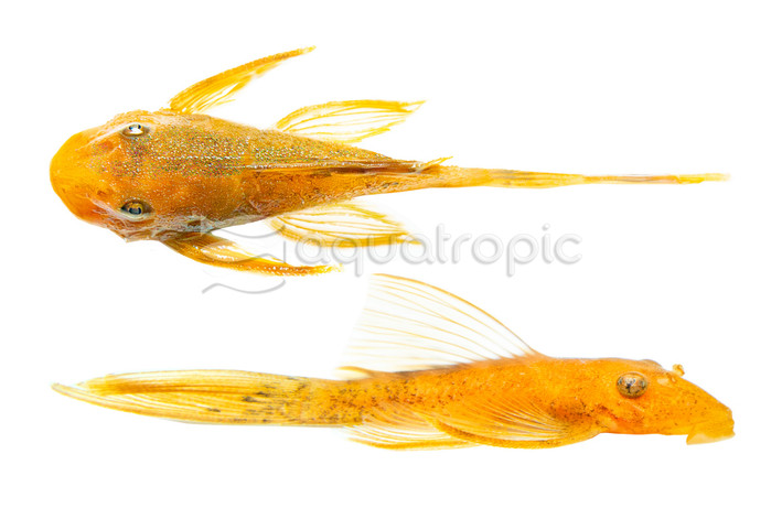 Super Red Long Fin Bushy Nose Plecostomus :: 58085