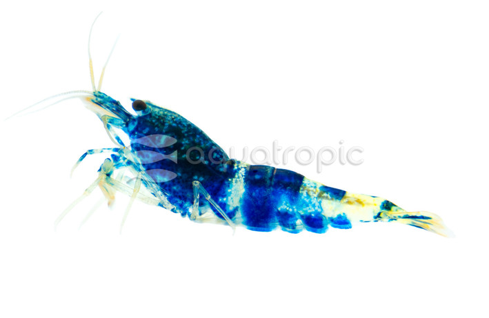 Samurai Blue :: 58562