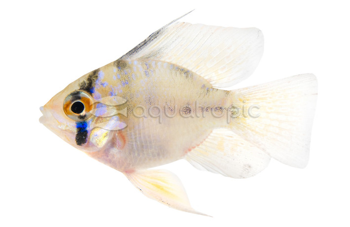 Ram, German Blue Balloon :: 74681