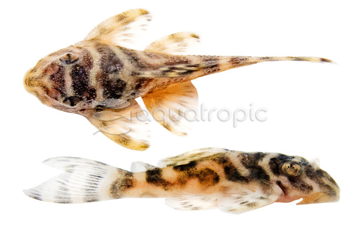 Yellow Tiger  Plecostomus L333 :: 58080