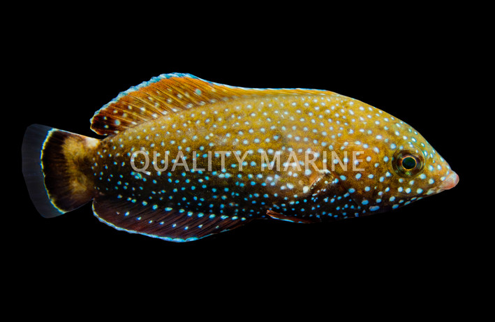 Black & Yellow Tail Tamarin Wrasse :: 33725