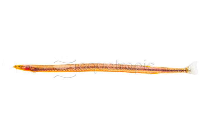 Neon Kuhli Loach :: 43032