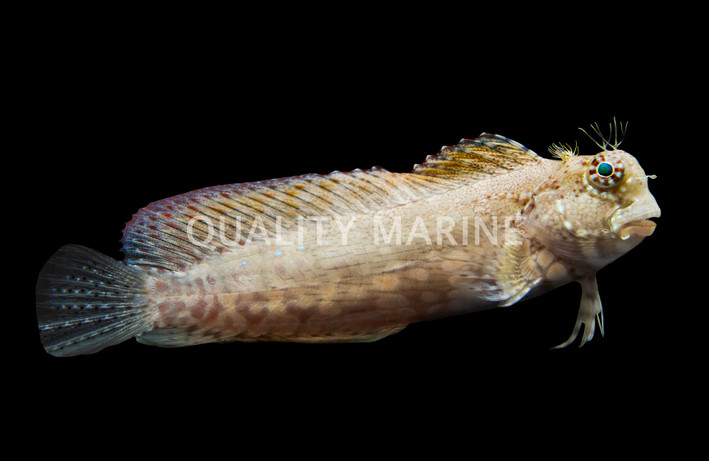 Sailfin / Algae :: 75673