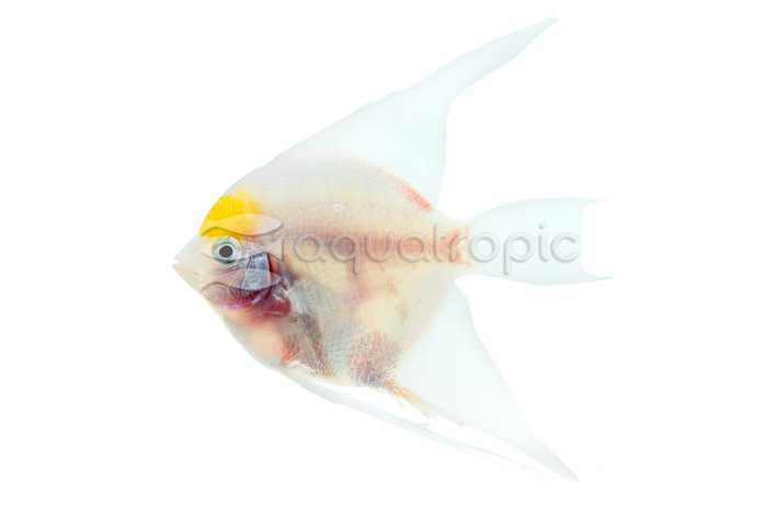 Sunset Angelfish :: 37515