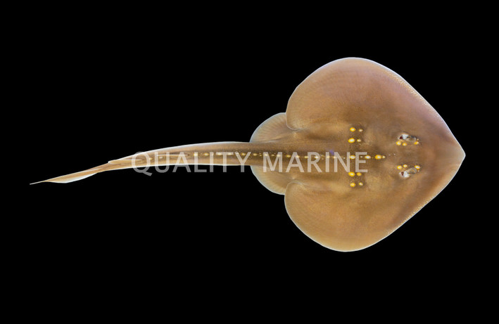 Yellow-Spotted Fanray :: 21811