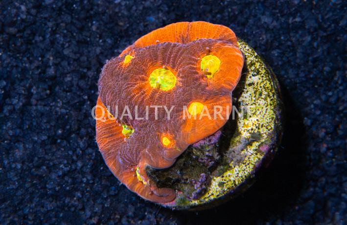 Brain, Toro Bravo :: 17354