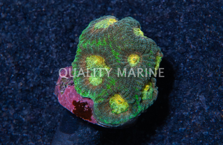 Brain, Angel Eye :: 46069