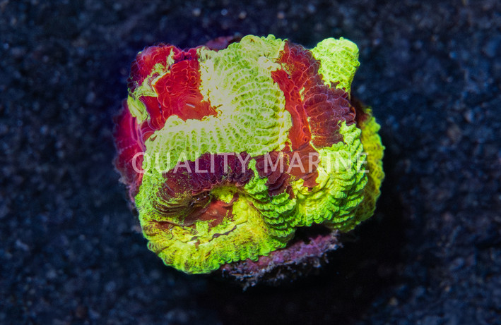 Brain, Yellow Snow :: 82717