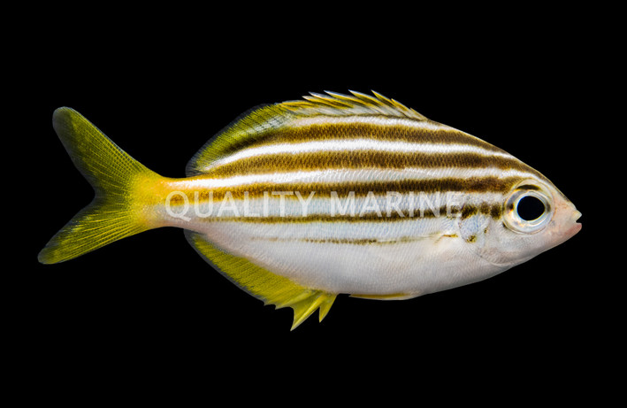 Mado Sea Chub :: 28404
