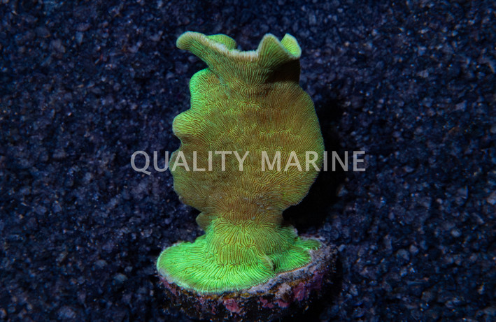 Pavona, Cactus :: 17188