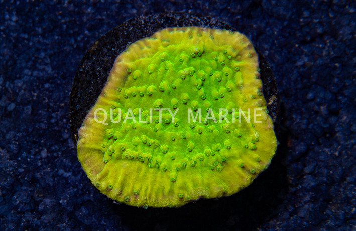 Monti, Encrusting MoneyShot :: 44084