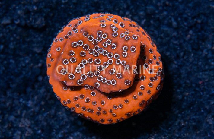 Monti, Encrusting Dragon Fruit :: 44129