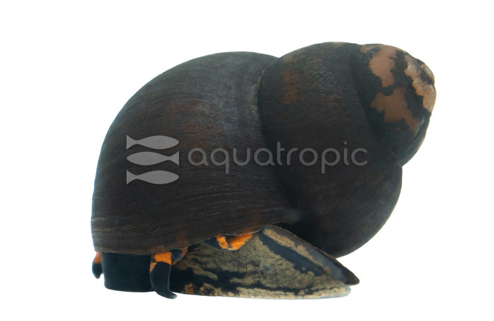 Papuan Blueberry Snail :: 30936