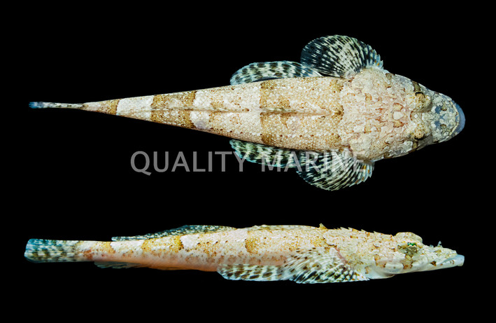 Broadhead flathead :: 21668