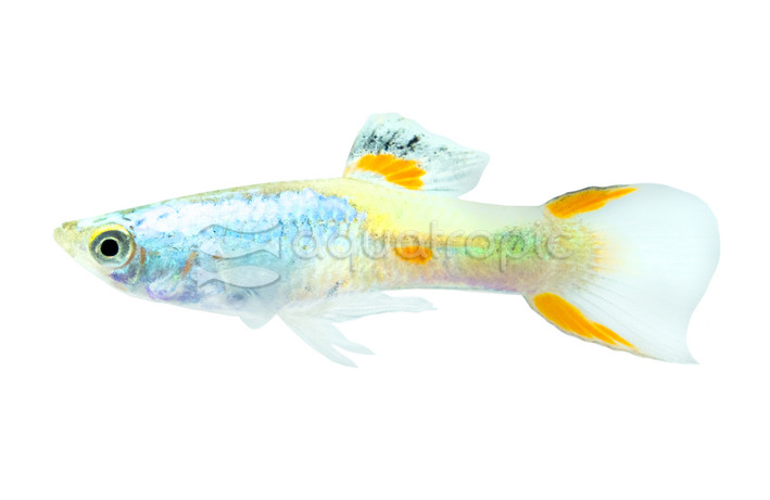 Endler's Platinum Comet Male :: 94746