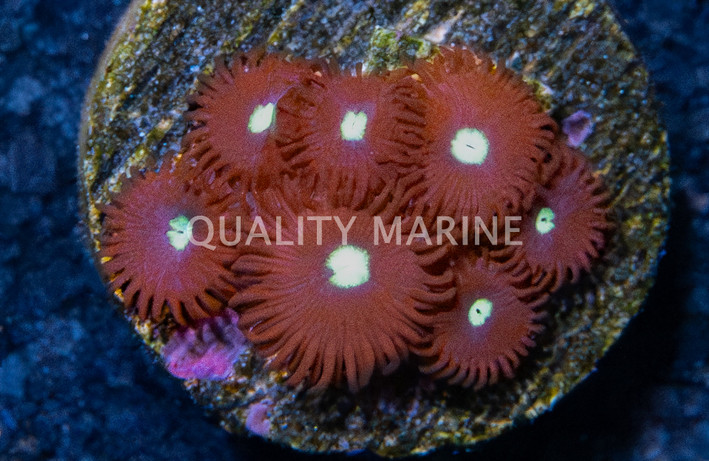 Zoa, Tictac :: 19089