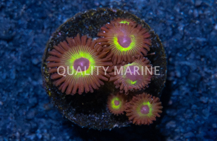 Zoa, Bob Marley :: 21846