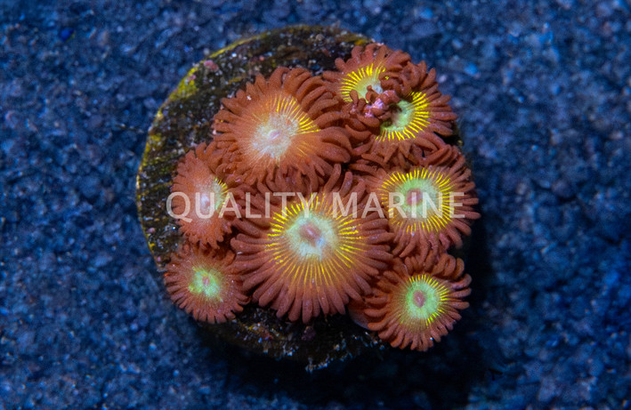 Zoa, Saltwater Taffee :: 40071