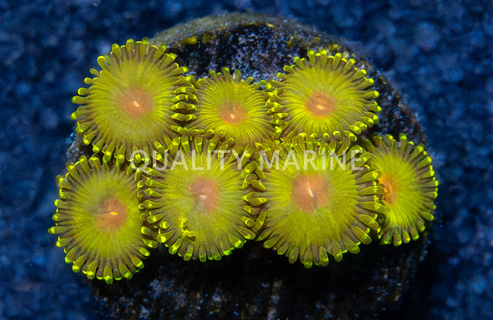 Zoa, Golden Gods :: 57198
