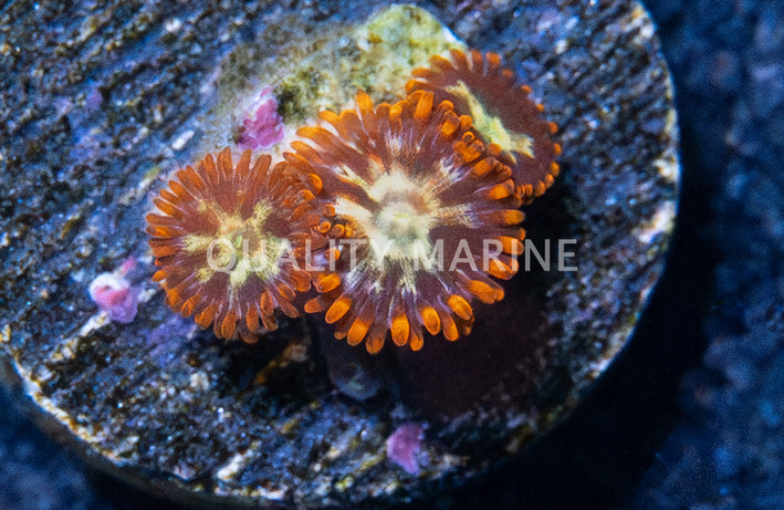Zoa, Alpha Omega :: 60914