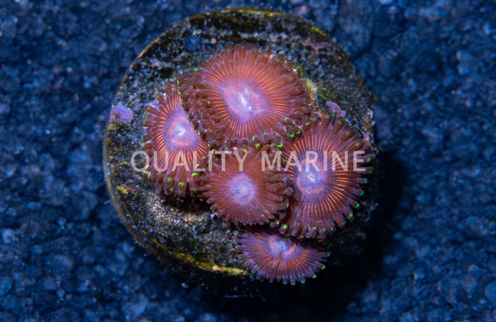 Zoa, Space Queen :: 61309