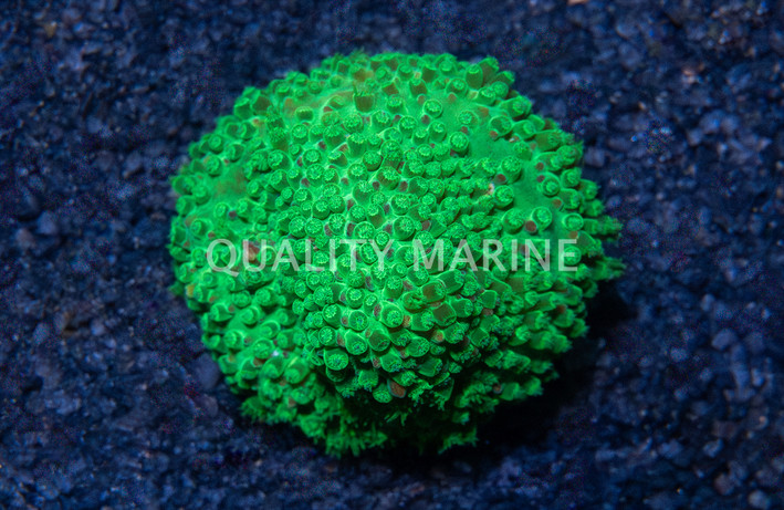 Stylocoeniella, Night Vision :: 76833